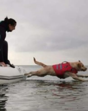 Perros de rescate acuático: